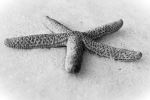 Starfish In The Snow